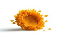 Vibrant yellow sunflower head with scattered petals on white background, isolated macro photography showing detailed texture and natural patterns. For nature and floral designs.
