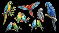 Colorful parrots and macaws isolated on transparent background, ready for t-shirt design, clipart, stickers, sublimation, and print-on-demand projects.