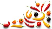 Colorful hot chili peppers collection isolated on white background featuring red yellow orange varieties for cooking spice ingredient culinary design.