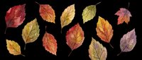 Autumn leaves in various shades of red, orange, yellow, and brown isolated on transparent background. Ready for t-shirt designs, clipart, stickers, sublimation, print-on-demand products, and digital crafts.