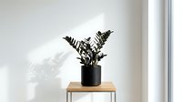Zamioculcas zamiifolia plant in black pot on wooden stool against white wall with natural sunlight creating shadows. Modern minimalist home decor accent.
