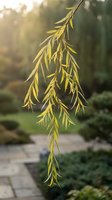 Delicate willow branch with golden leaves hanging gracefully in warm sunlight, creating peaceful natural atmosphere for wellness and mindfulness concepts.