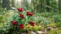 Fresh red lingonberries growing on green bush in natural forest environment with soft bokeh background for organic food and nature concepts.