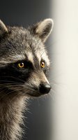Close-up portrait of raccoon with bright amber eyes and distinctive facial markings against soft blurred background for wildlife photography projects.