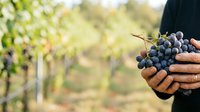 Farmer holding freshly harvested dark grapes in vineyard during harvest season, agricultural produce ready for winemaking.