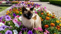 Siamese cat with seal point coloring and blue eyes sitting among vibrant purple, pink, orange and yellow flowering plants in a garden setting, wearing a decorative bow.