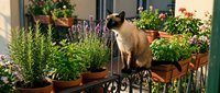 Siamese cat standing on sunny balcony surrounded by potted herbs and flowering plants in terracotta containers, ideal for pet and gardening lifestyle content.