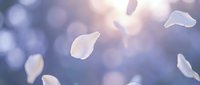 Soft white flower petals floating gracefully through dreamy purple bokeh background with warm sunlight creating magical atmosphere for wellness and beauty.