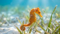 Orange seahorse swimming among green seagrass in shallow tropical waters with sandy bottom and sunlight filtering through water creating peaceful marine scene.