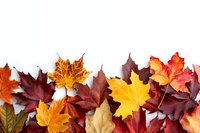 Colorful autumn maple leaves arranged in bottom border composition on white background, featuring vibrant red, orange, yellow and burgundy foliage.