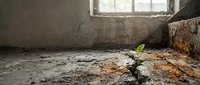 Small green plant growing through crack in concrete floor of abandoned building with window light streaming in symbolizing hope and resilience.