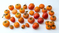 Fresh persimmon fruits collection showing various sizes and ripeness stages isolated on white background for healthy eating and nutrition concepts.