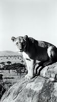 Majestic lioness sitting on rocky outcrop overlooking savanna landscape in dramatic black and white photography for wildlife and nature projects.