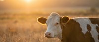 Holstein dairy cow in golden sunset light on pastoral farm field with warm bokeh background for agriculture and livestock industry concepts.