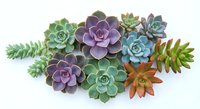 Colorful succulent plants arrangement with purple, green and orange varieties on white background for gardening and home decor projects.