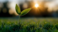 Young green seedling growing in morning sunlight through grass. Fresh spring sprout emerging from soil against golden sunrise background, symbolizing new beginnings and growth.