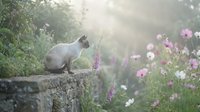 Young gray cat sitting on stone wall among blooming purple and pink flowers in misty garden setting, suitable for pet, nature, and lifestyle design projects.