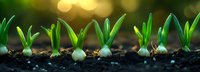 Young onion sprouts growing in rich soil with golden bokeh background light, panoramic spring gardening composition showing plant growth stages.