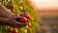 Farmer hands holding fresh ripe red tomatoes at sunset in organic garden. Harvest time concept for healthy eating and sustainable agriculture.