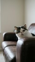 Exotic shorthair cat with tabby markings resting on a brown leather armchair, gazing at camera in a cozy home interior.