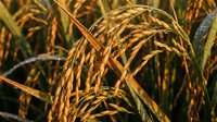 Golden rice stalks with heavy grain heads glistening with dew drops at harvest time, warm sunlight illuminating the ripe crop in a lush paddy field.