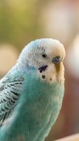 Pale blue and white budgerigar with turquoise wing markings in close-up portrait against soft blurred background. Suitable for pet care, avian wildlife, and animal behavior content.