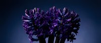 Purple agapanthus flowers blooming against dark blue background creating dramatic floral composition for botanical photography and garden design projects.