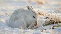 White mountain hare sitting in snow during winter season. Wild arctic rabbit in natural snowy habitat foraging for food among dry grass and vegetation.