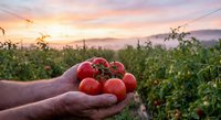 Farmer hands holding fresh ripe red tomatoes at sunset in organic vegetable garden. Agricultural harvest concept for healthy food production and farming.
