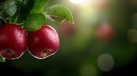 Fresh ripe red apples with water drops hanging on tree branch with green leaves against blurred natural bokeh background. Organic garden harvest.