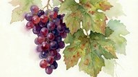 Watercolor grape cluster with vine leaves in purple and green tones on white background for wine labels, kitchen decor and botanical illustrations.