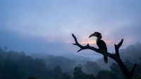 Silhouette of hornbill bird perched on bare tree branch against misty mountain landscape at dawn with purple and pink sky colors creating peaceful nature scene.