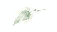 Watercolor illustration of a single green leaf with delicate brushstrokes on white background, suitable for botanical designs, wellness branding, and nature-themed projects.