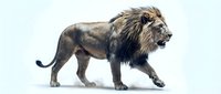 Male lion with full mane walking against white background, isolated wildlife animal portrait for design and commercial use.