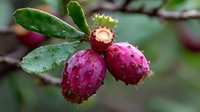 Fresh ripe prickly pear cactus fruits growing on plant with green leaves in natural environment, close up view of exotic tropical pink fruits.