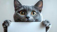 Gray British Shorthair cat peeking over white blank surface with paws visible, looking directly at camera with bright amber eyes against light background.