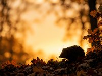 Hedgehog foraging among fallen autumn leaves at golden hour sunset, wildlife in natural habitat for nature and seasonal content.