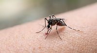 Mosquito insect biting human skin close-up macro photography showing detailed anatomy and feeding behavior for medical education and pest control awareness.