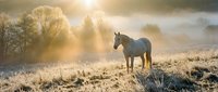 A dark horse stands alone in a frost-covered meadow at sunrise, surrounded by misty atmosphere and golden sunlight rays piercing through bare trees and fog.