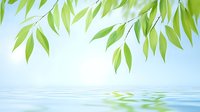 Fresh green willow leaves hanging over calm water surface with ripples, soft blue sky background creates serene natural zen atmosphere.