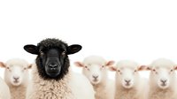 Black faced sheep standing out from white sheep herd, metaphor for individuality, uniqueness, and leadership in business concept. Different thinking concept.