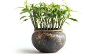 Lucky bamboo stalks growing in vintage dark ceramic pot isolated on white background, perfect for feng shui, home decor and interior design projects.