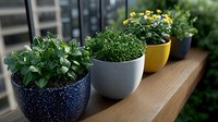 Fresh herbs and flowers growing in colorful ceramic pots arranged on wooden windowsill, creating modern urban garden atmosphere for home decoration and cooking.
