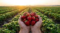 Fresh ripe strawberries cupped in hands at sunrise over agricultural field rows. Organic farming harvest concept for healthy eating and sustainable agriculture.