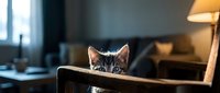 Tabby kitten peeking over wooden furniture edge in modern home interior with warm lamp lighting and window background, suitable for pet care, animal behavior, and lifestyle content.