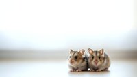 Two adorable hamsters sitting together on white surface with soft blurred background, perfect for pet care and small animal content.