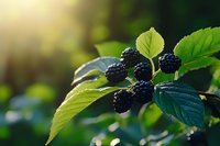 Fresh ripe blackberries growing on bush branch with green leaves in natural sunlight. Organic berry harvest concept for healthy eating and nutrition.