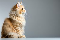 Majestic cream and ginger Maine Coon cat sitting on white surface against gray background, looking up with regal posture and flowing fur coat.