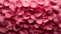 Pink rose petals scattered in romantic arrangement creating soft textured background with delicate natural curves and shadows, suitable for wedding designs and valentines.