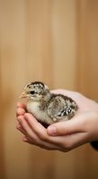 Young chick with striped plumage held gently in cupped hands against neutral background. Suitable for animal care, wildlife education, farming, and poultry industry content.